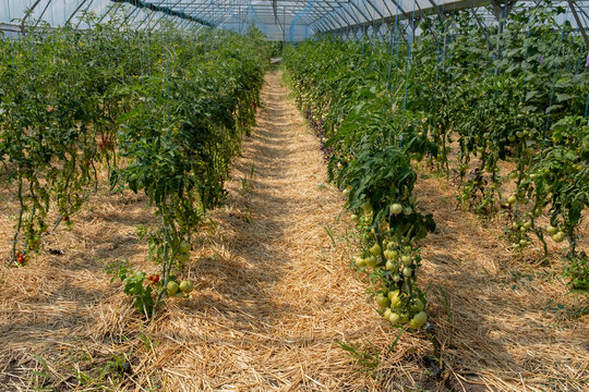 Long rows of vibrant green tomato plants, heavily laden with developing fruit, thrive within a large greenhouse, their bases covered in straw for optimal growth conditions