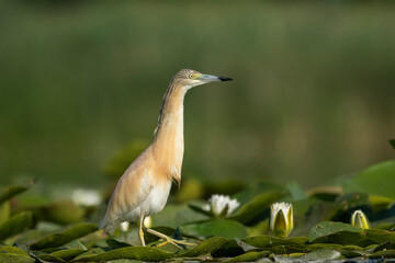 A little yellow heron in its natural environment