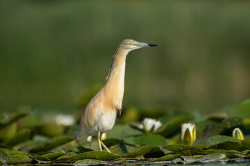 A little yellow heron in its natural environment