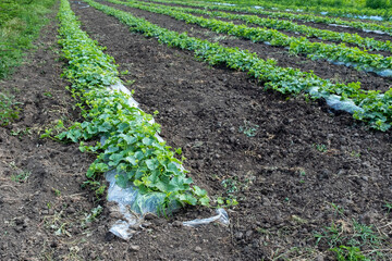 Long, parallel rows of healthy green plants, possibly melons or squash, growing in rich brown soil...