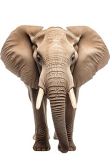 Obraz premium Majestic African Elephant: Powerful Portrait on transparent background png