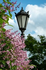 Pink and green lilac bush in focus in the foreground, blurred lamp post in the middle, blue sky with clouds in the background
