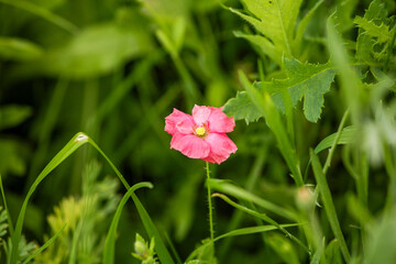Close-up of a pink poppy