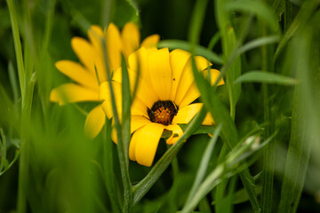 Close-up of a Cockscomb Gazania