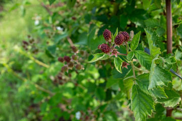 A close-up view of developing blackberries on the vine, showing clusters of reddish-purple fruit and fresh green leaves against a soft, blurred natural background, signifying the early stages of a ber