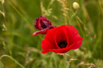 Close-up of a red poppy