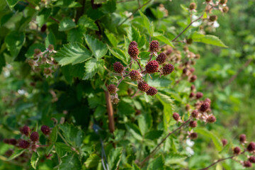 A close-up view of clusters of reddish-purple, unripe blackberries and white blossoms, surrounded by vibrant green leaves on the bush, indicating a thriving berry patch