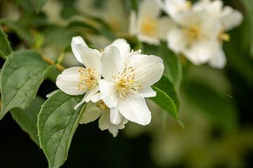 Close-up of a sweet mock-orange