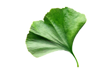 Beautiful green Ginkgo Leaf  isolated on a transparent background, png