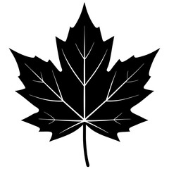 maple leaf vector illustration