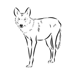 wolf vector sketch