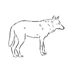 wolf vector sketch
