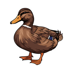 vector illustration of a female duck on a white background