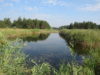 Summer river landscape with reeds and pine forest

