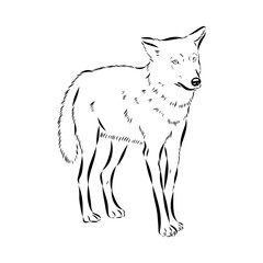 wolf vector sketch