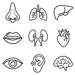Human organs outlined in minimalist style on white background  