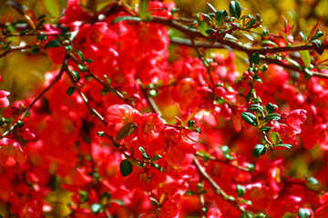 beautiful morning in the ancient city of Eichstatt