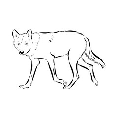 wolf vector sketch