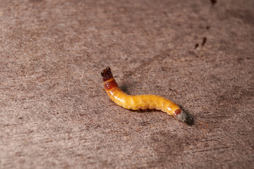 Wireworm on a garden plot. Wireworms are the larvae of all click beetles.
