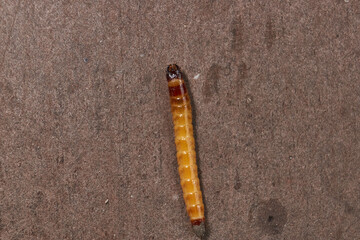 Wireworm on a garden plot. Wireworms are the larvae of all click beetles.