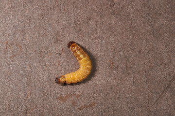 Wireworm on a garden plot. Wireworms are the larvae of all click beetles.