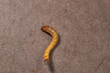 Wireworm on a garden plot. Wireworms are the larvae of all click beetles.