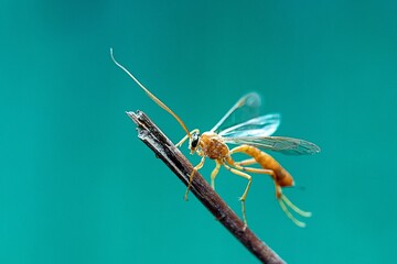 Ophion lutea - a sophisticated caterpillar killer

