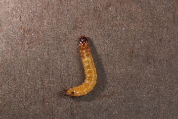 Wireworm on a garden plot. Wireworms are the larvae of all click beetles.
