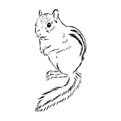 chipmunk, vector sketch