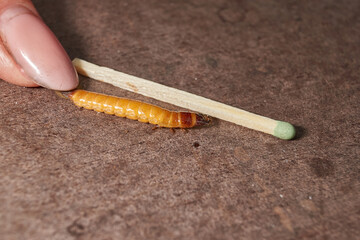 Wireworm on a garden plot. Wireworms are the larvae of all click beetles.