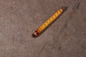 Wireworm on a garden plot. Wireworms are the larvae of all click beetles.