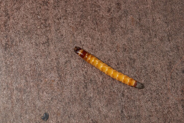 Wireworm on a garden plot. Wireworms are the larvae of all click beetles.
