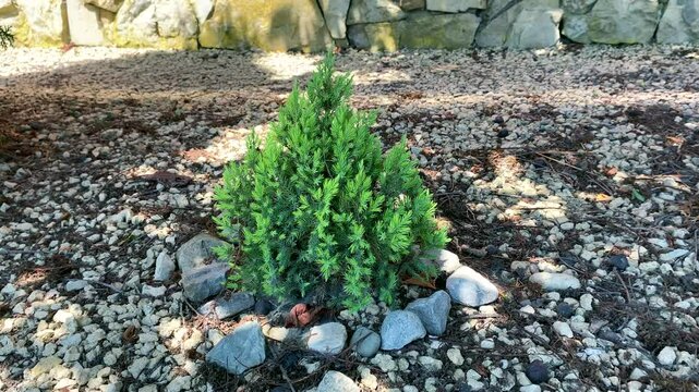 Scaly juniper shines in rocky garden setting, evergreen beauty for landscaping lovers. Discover natural texture of scaly juniper. Concept perfect low-maintenance plant is scaly juniper in full charm
