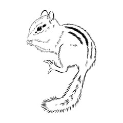 Fototapeta premium chipmunk, vector sketch