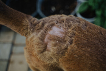Eczema in a red dog.