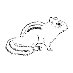 chipmunk, vector sketch