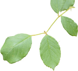 Fototapeta premium Green leaves isolated on white background
