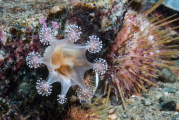 Goblet stalked jellyfish underwater in the St. Lawrence marine estuary.