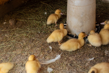 Adorable fluffy yellow ducklings gathered around a feeder and resting on straw and dirt, capturing...