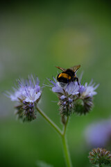 Bumblebee Pollinating a Purple Wildflower in Summer Garden