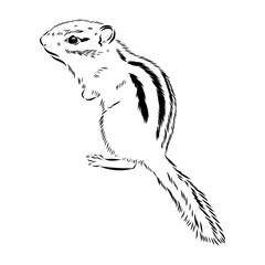 chipmunk, vector sketch