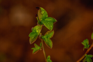 Blueberry bush leaves with water drops in the garden. Selective focus.