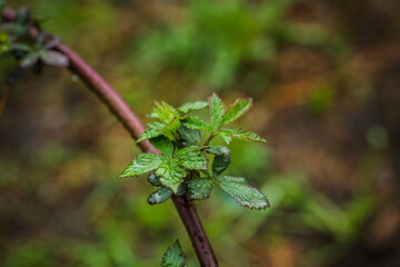 Small blackberry bush leaves with water drops in the garden. Selective focus.