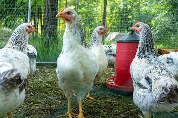 A flock of white and black speckled chickens with red combs stands on green grass in their outdoor...