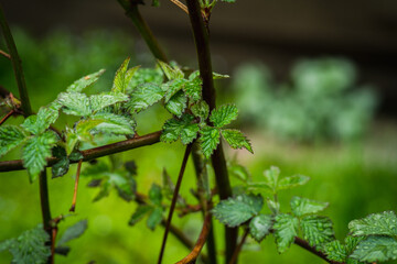 Small blackberry bush leaves with water drops in the garden. Selective focus.
