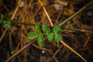 Small blackberry bush leaves with water drops in the garden. Selective focus.