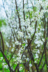Beautiful blooming cherry tree in the garden. Selective focus.
