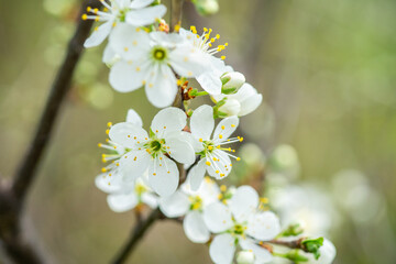 Beautiful blooming cherry tree in the garden. Selective focus.
