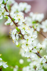 Beautiful blooming cherry tree in the garden. Selective focus.
