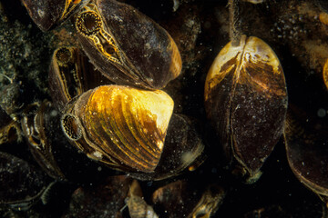Quagga mussels are an invasive species that has been accidentally introduced to numerous areas...